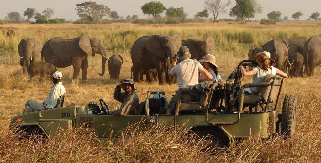 Making the Most of Your Safari Experience The Travel A World thetravelaworld.com